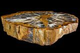 Petrified Wood (Sycamore) Section - Parker, Colorado #141430-1
